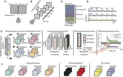 Stimulus Feature-Specific Information Flow Along the Columnar Cortical Microcircuit Revealed by Multivariate Laminar Spiking Analysis